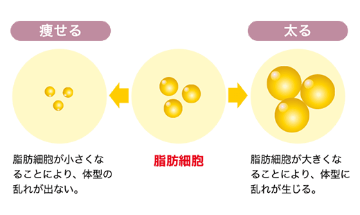 脂肪細胞のメカニズムの図|痩せる：脂肪細胞が小さくなることにより、体型の乱れが出ない。/太る：脂肪細胞が大きくなることにより、体型に乱れが生じる。